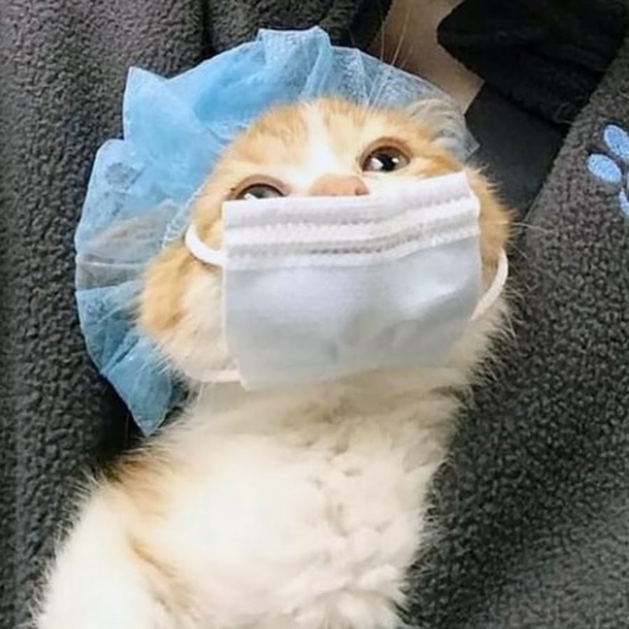 Котик медик