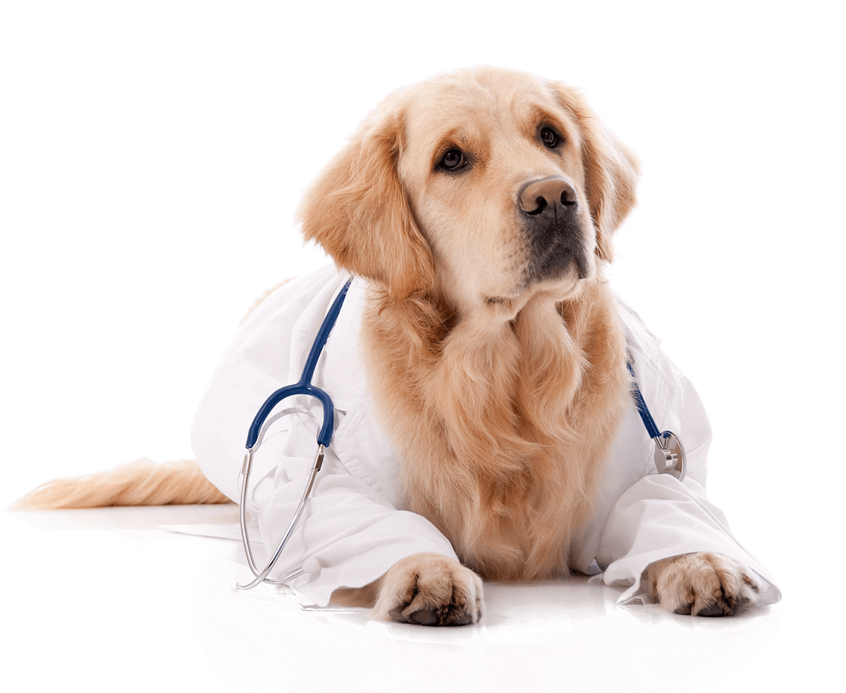 Оборудование ветеринара