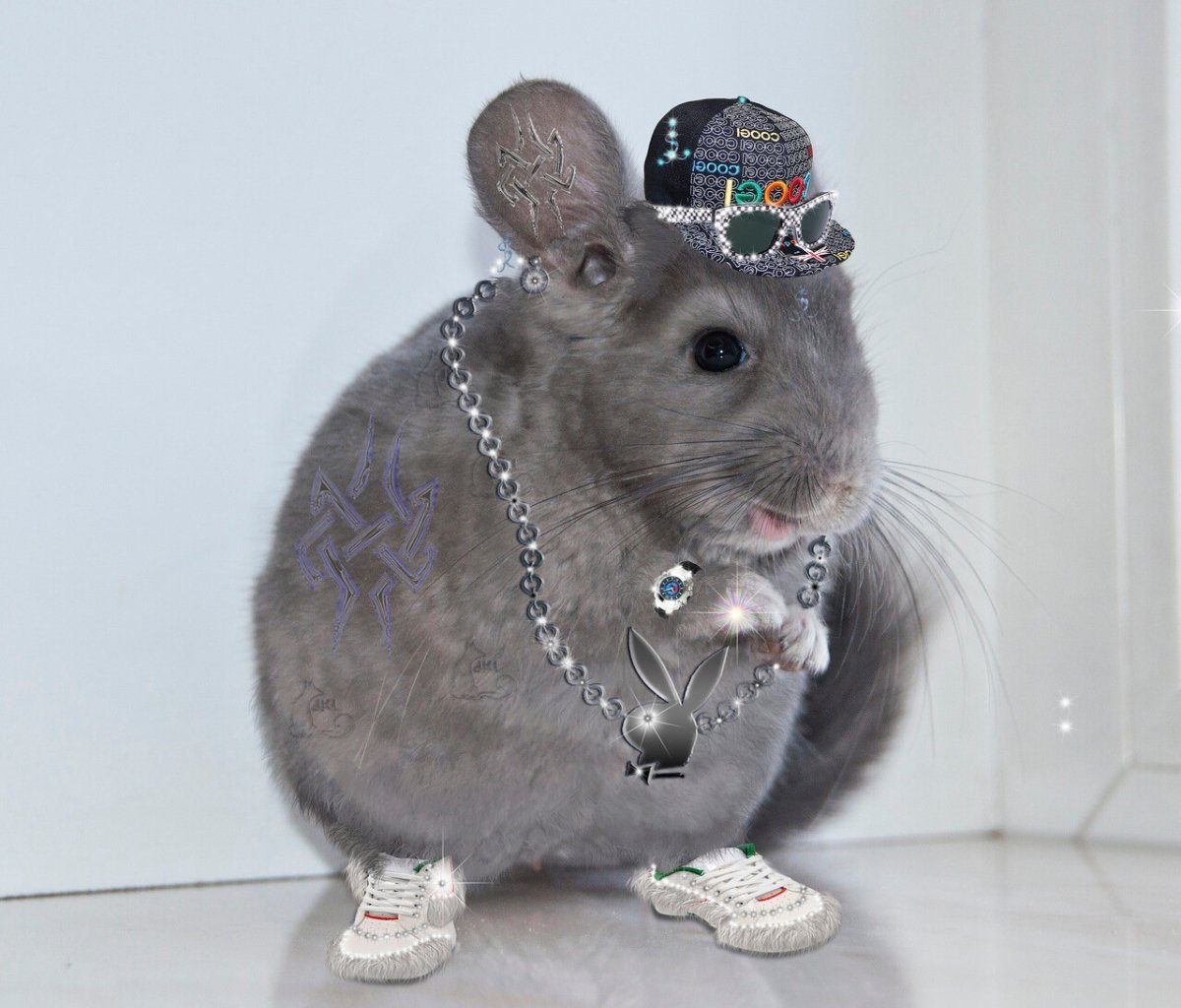 Шиншилла голубой бриллиант