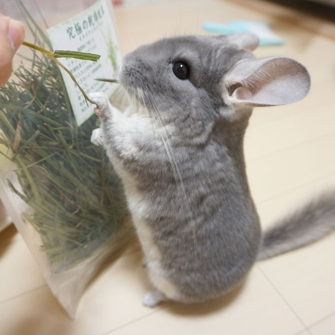 Колесо для кролика