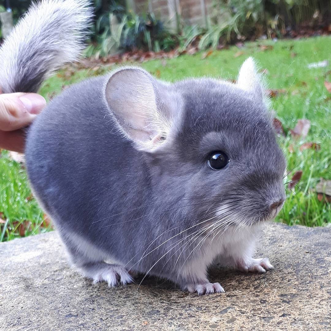 Большая короткохвостая шиншилла