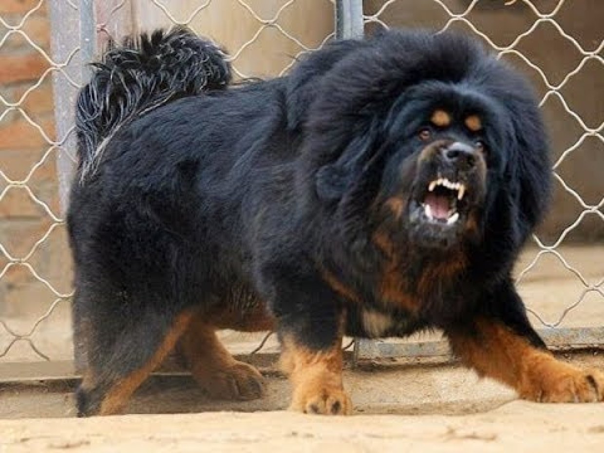 самая большая собака в мире фото порода