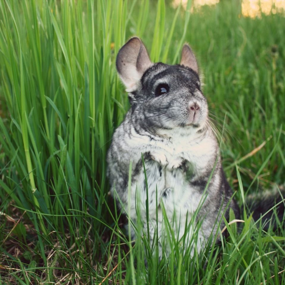 Дикая шиншилла