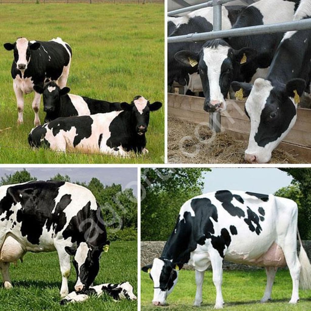 Голштины порода коров
