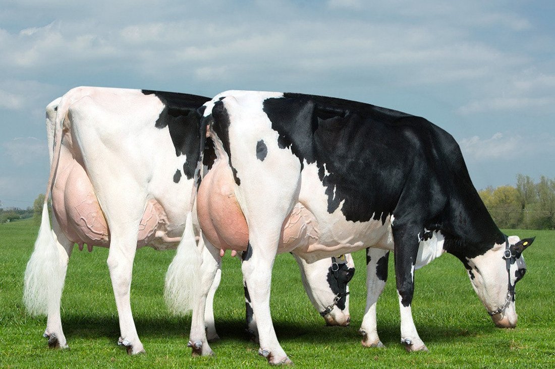 Порода КРС голштины