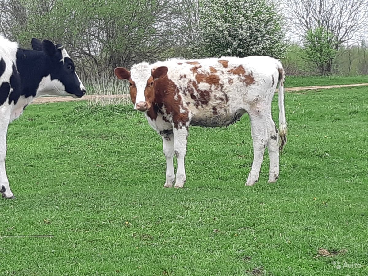 Порода КРС голштины