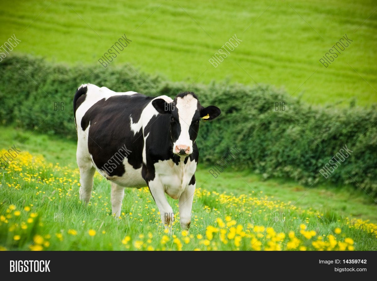 Сухостойные коровы голштинской породы