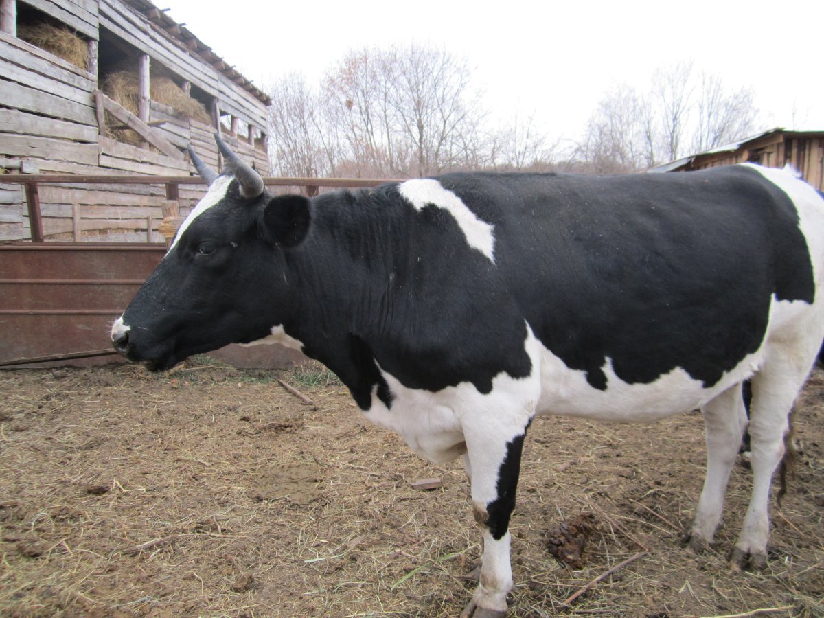 Бык голштинской породы