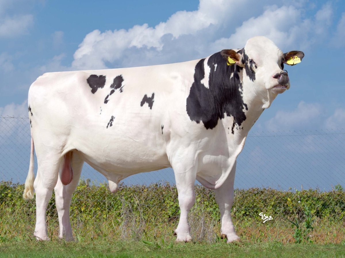 Голштинская черно-пестрая