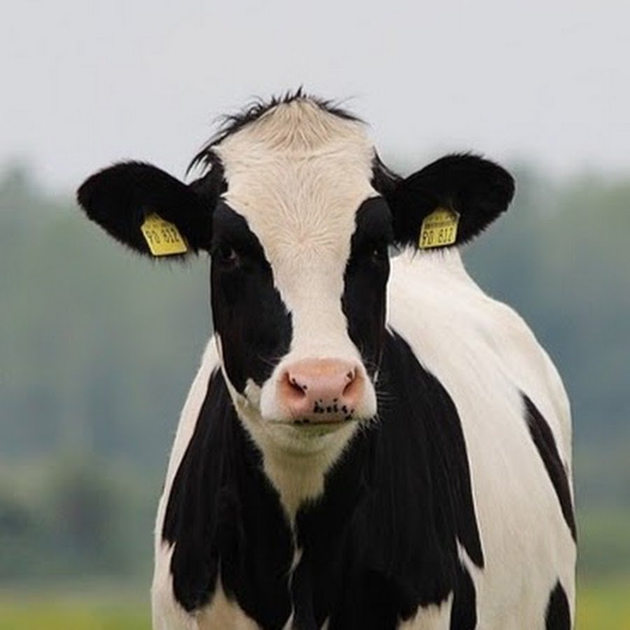 Гольштейн порода КРС