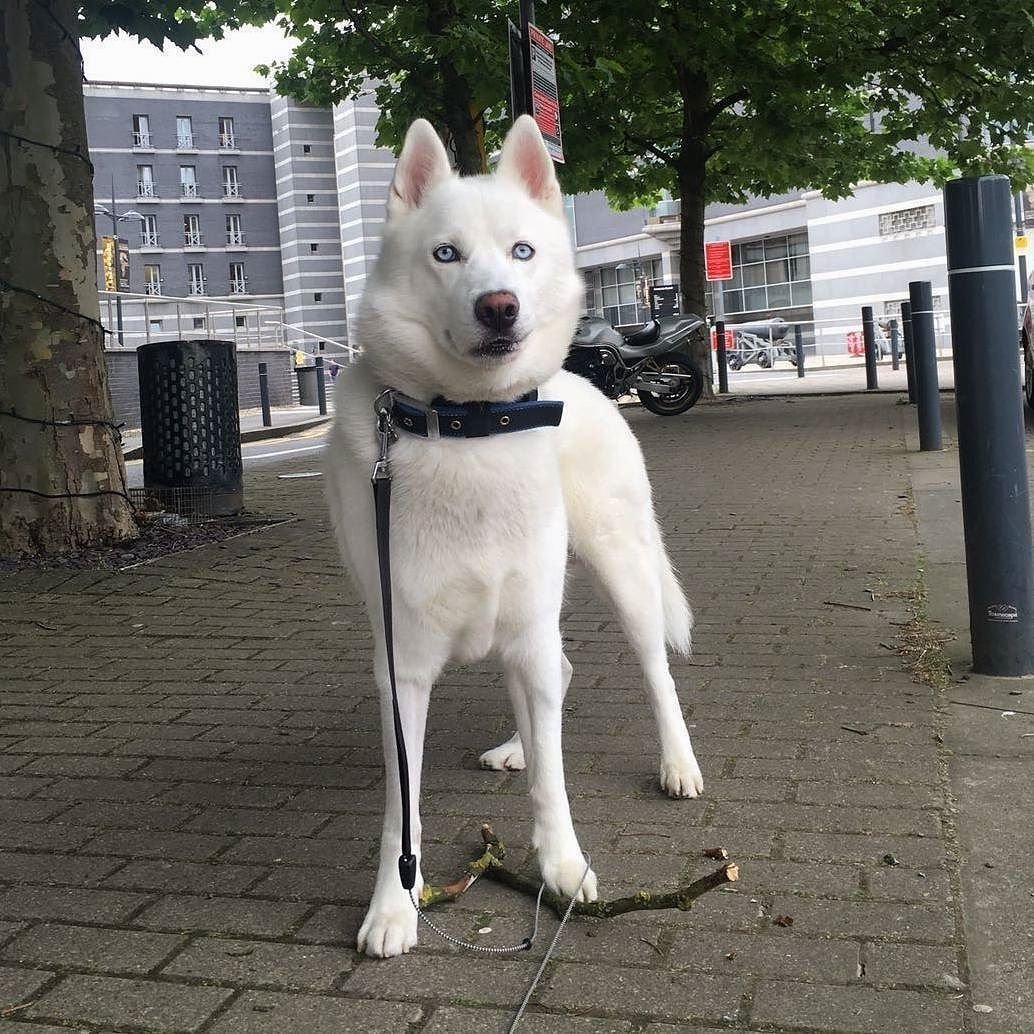 Хаски альбинос щенок