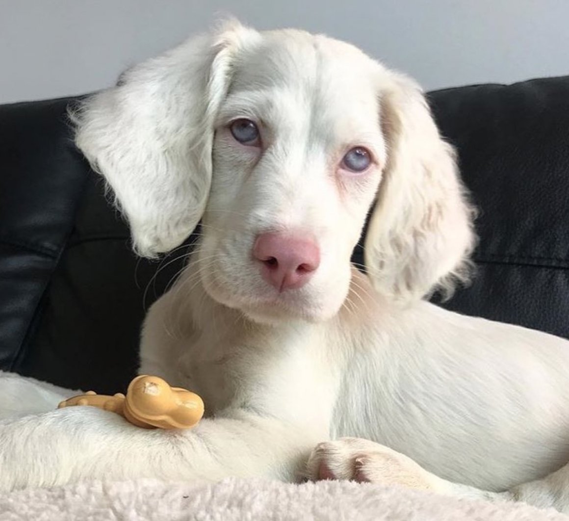 Такса альбинос