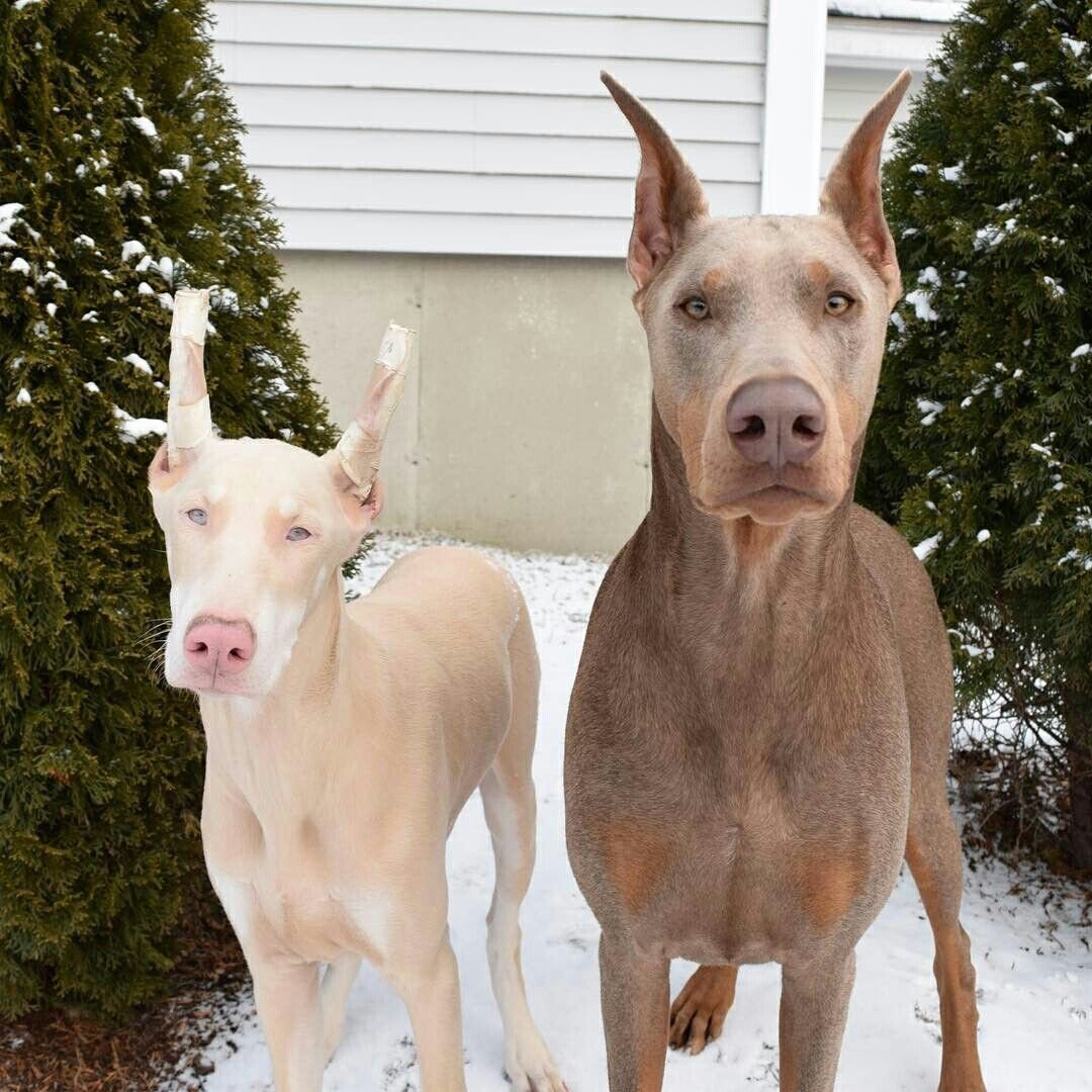 Соболь альбинос