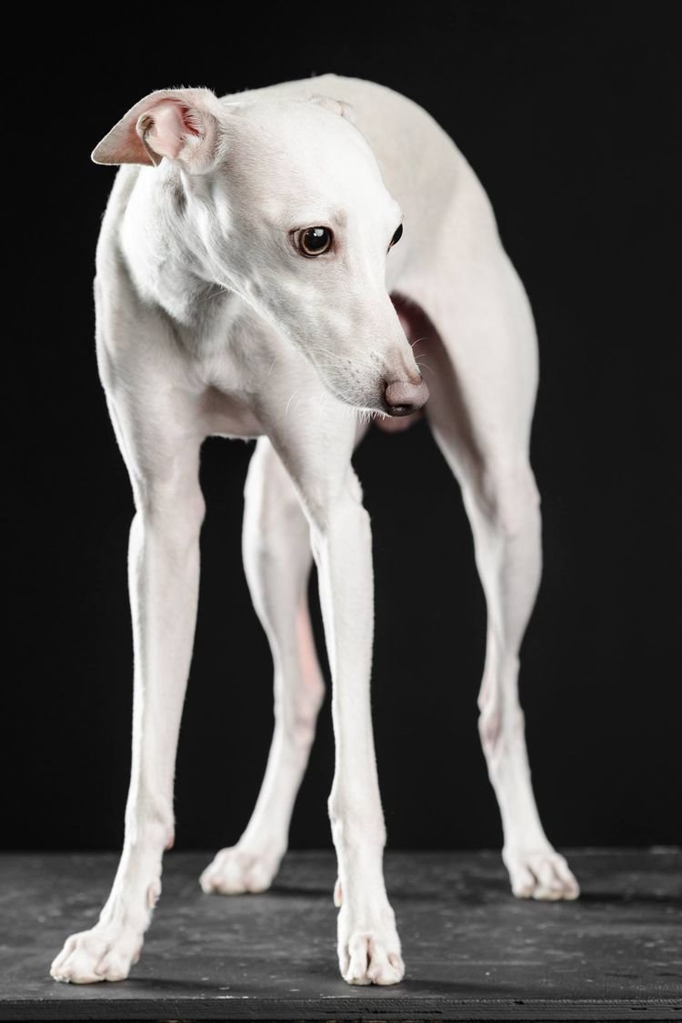 Хаски альбинос