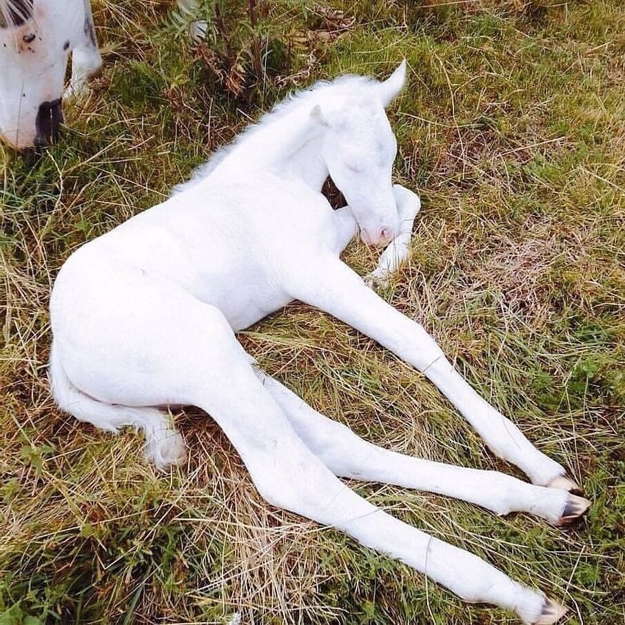 Енойтовидная 1слбака альбийнос