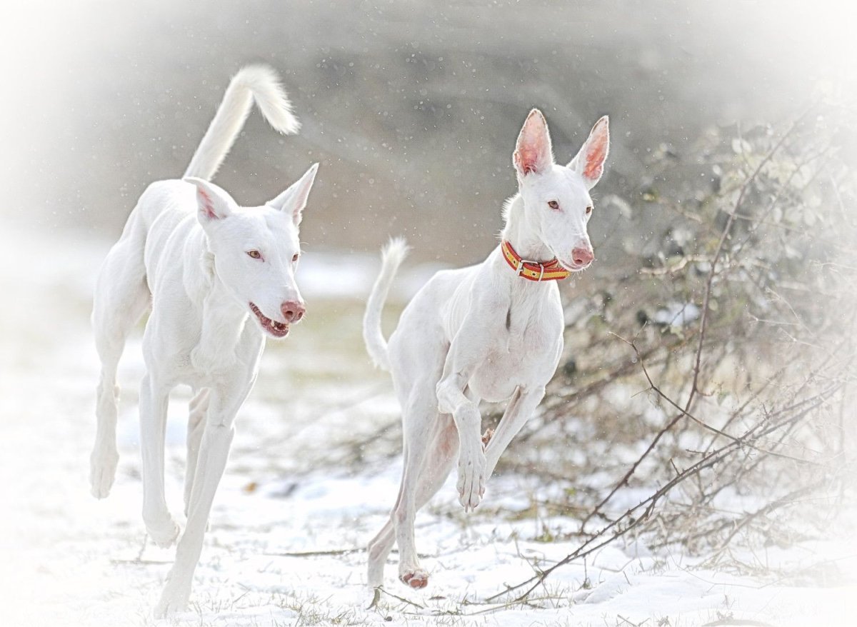 Поденко ибиценко порода