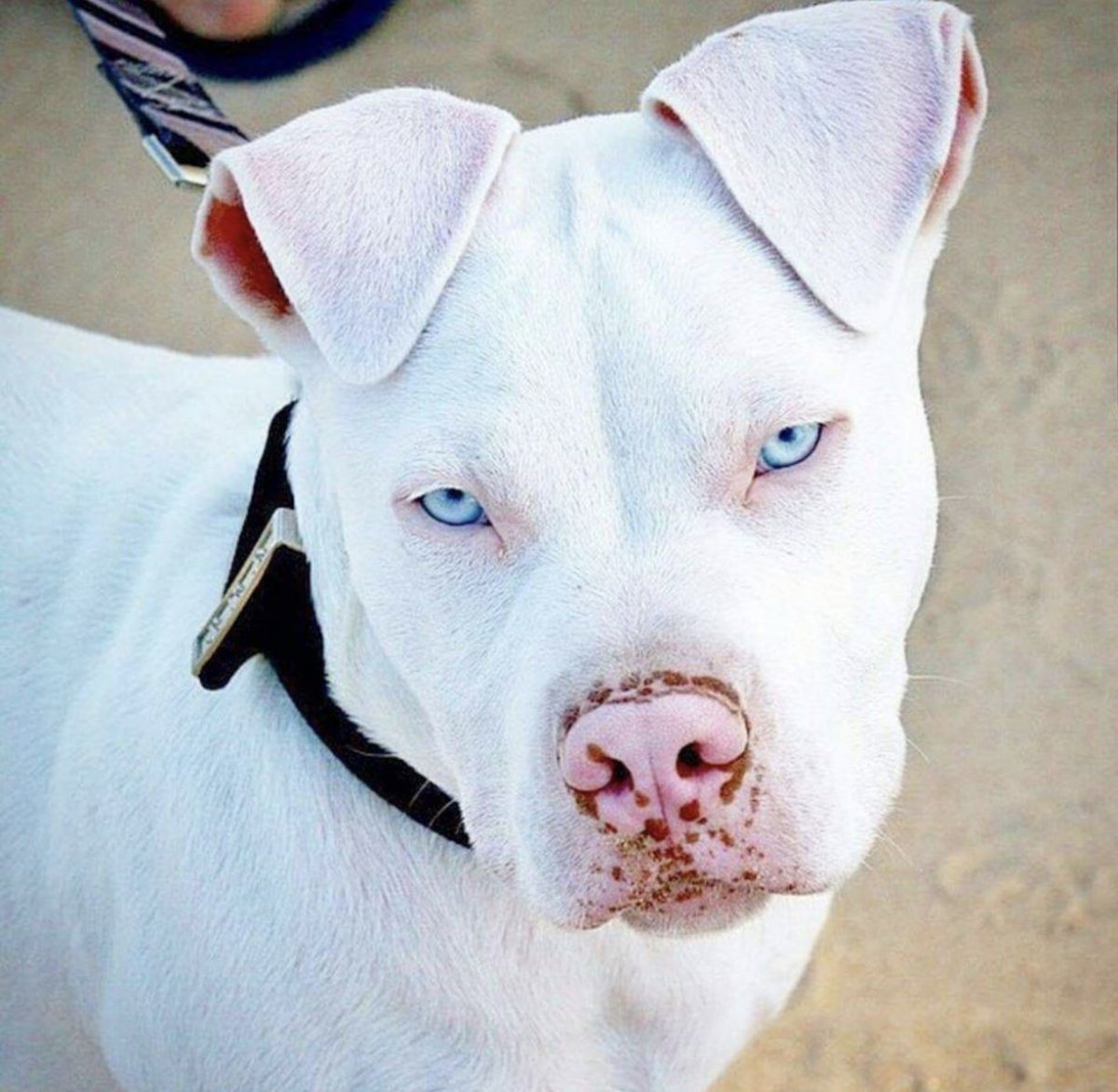 Шпиц альбинос