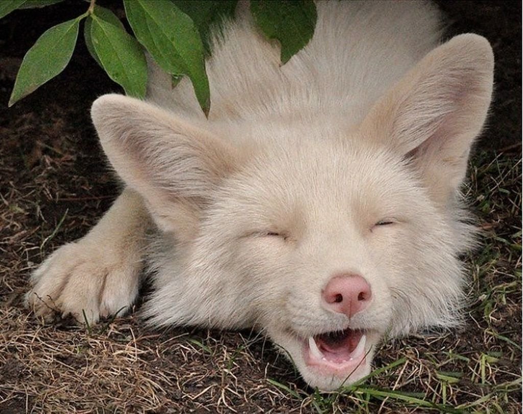 Лиса альбинос Мико