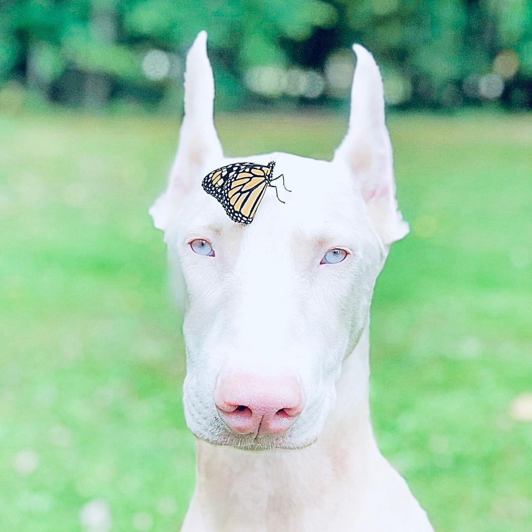 Доберман-пинчер альбинос