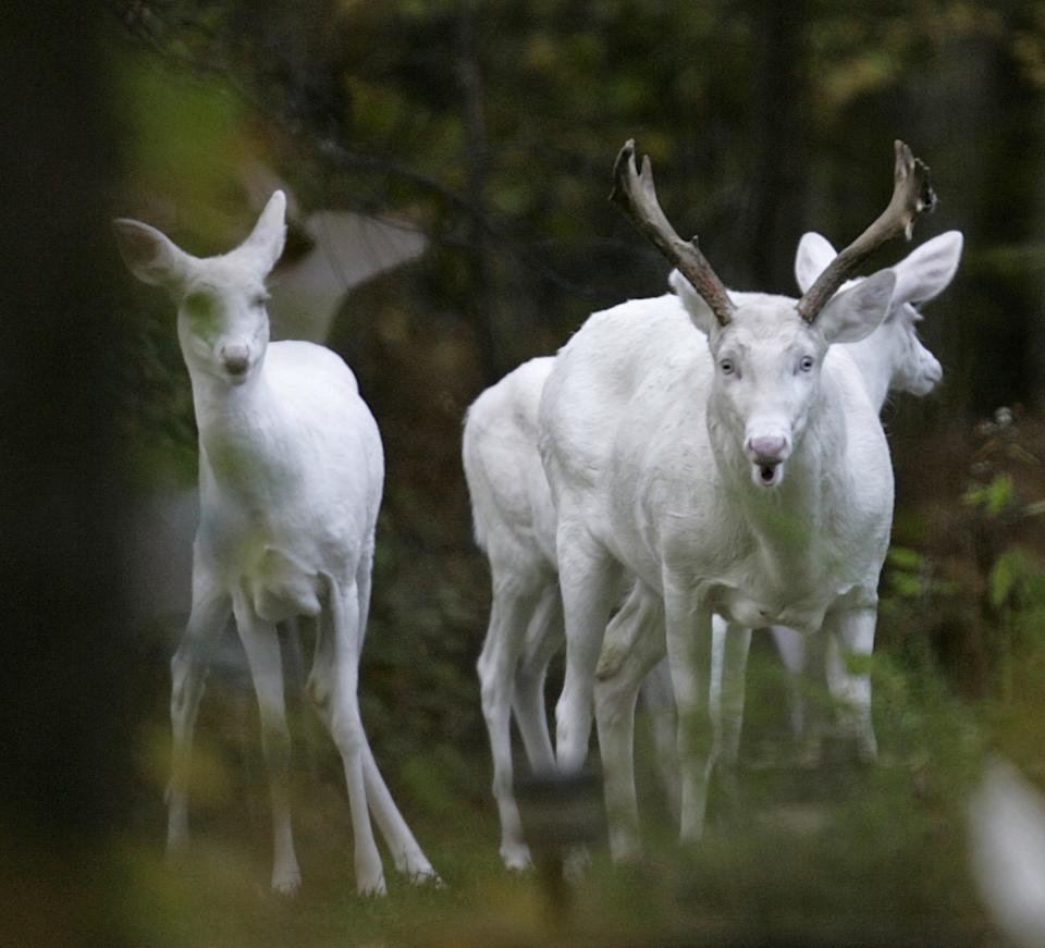 Пятнистый олень альбинос