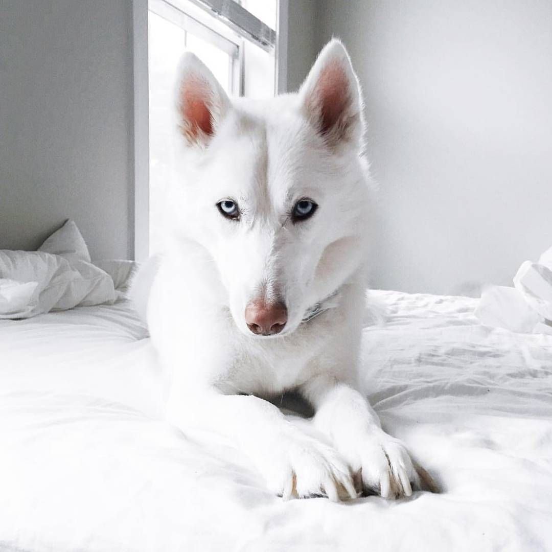 Хаски альбинос