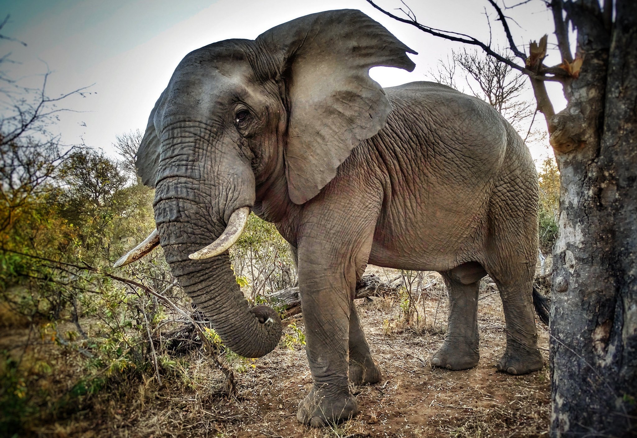 Слоновый год. Хобот африканского слона. Бивни африканского слона. Хоботные бивни. Африканский саванский слон.