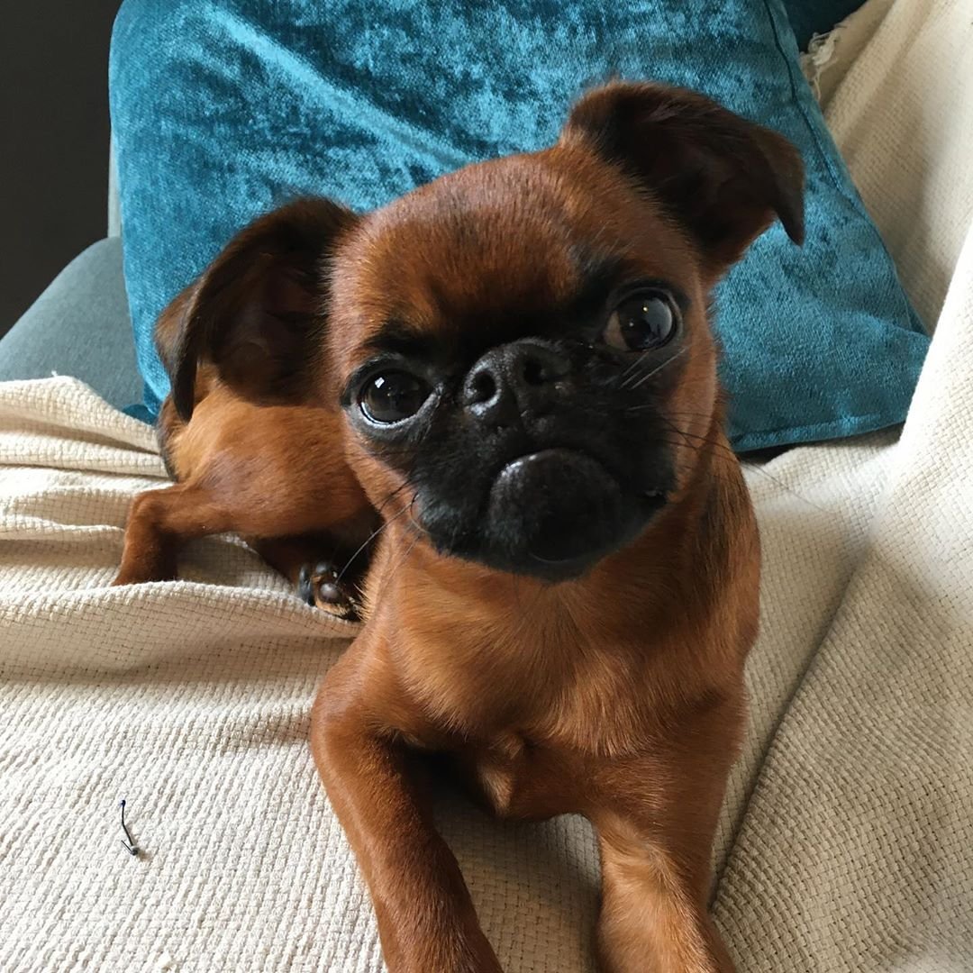 Пти брабансон брабантский гриффон