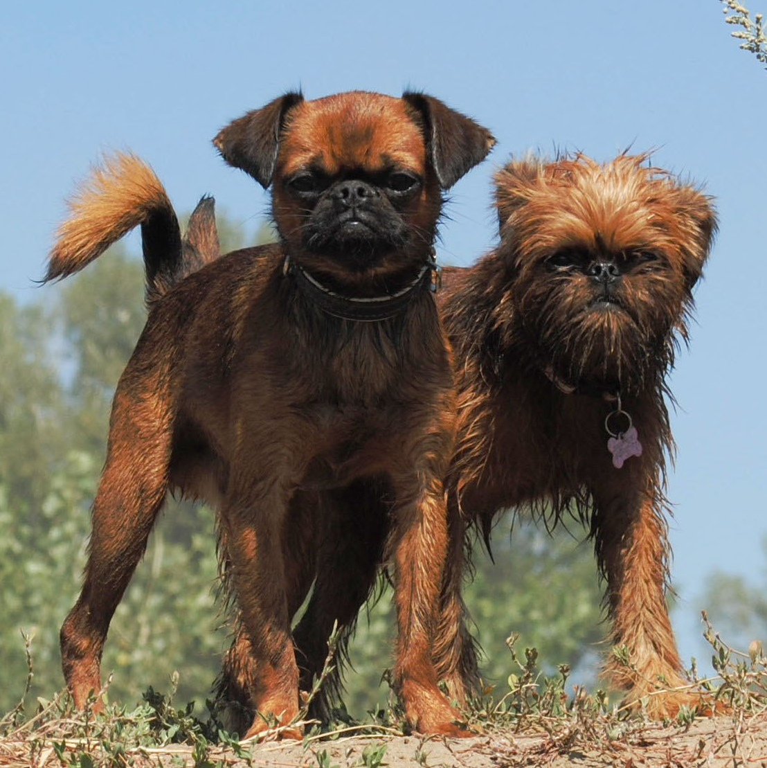 Пти брабансон о породе черно-подпалый