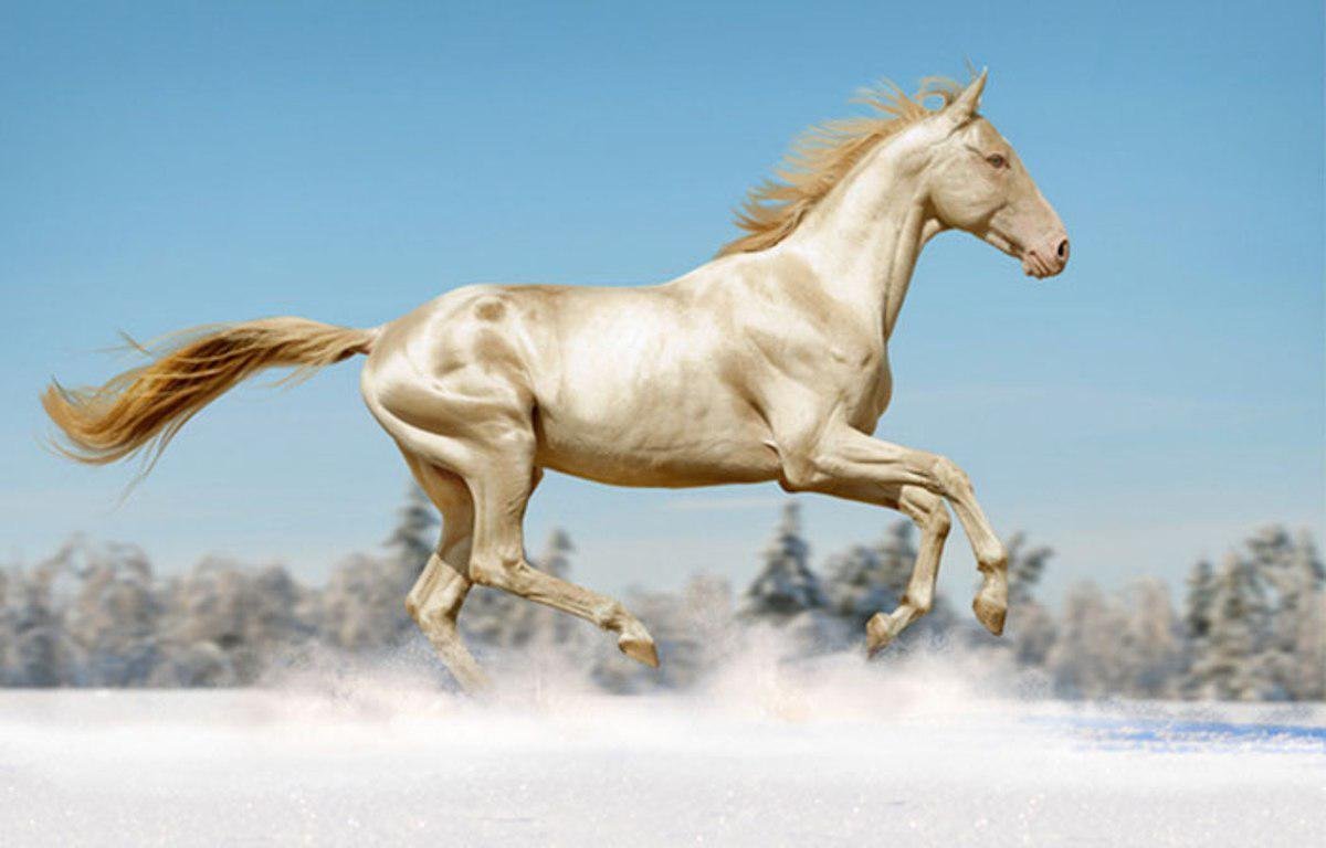 Изабелловая Ахалтекинская лошадь