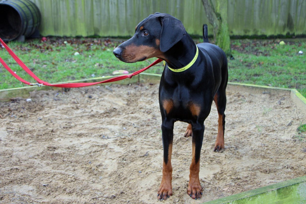 Доберман Кайзер