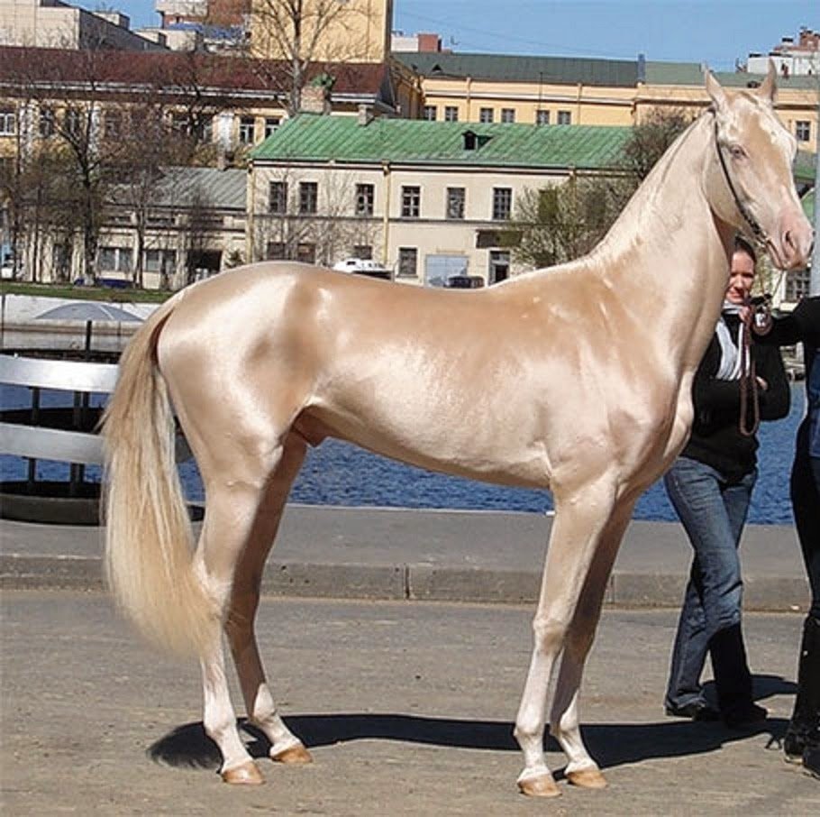 Ахалтекинская Кремелло