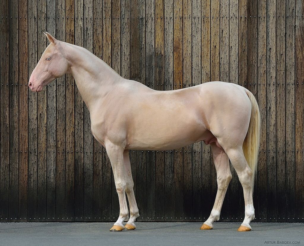 Ахалтекинская Изабелловая