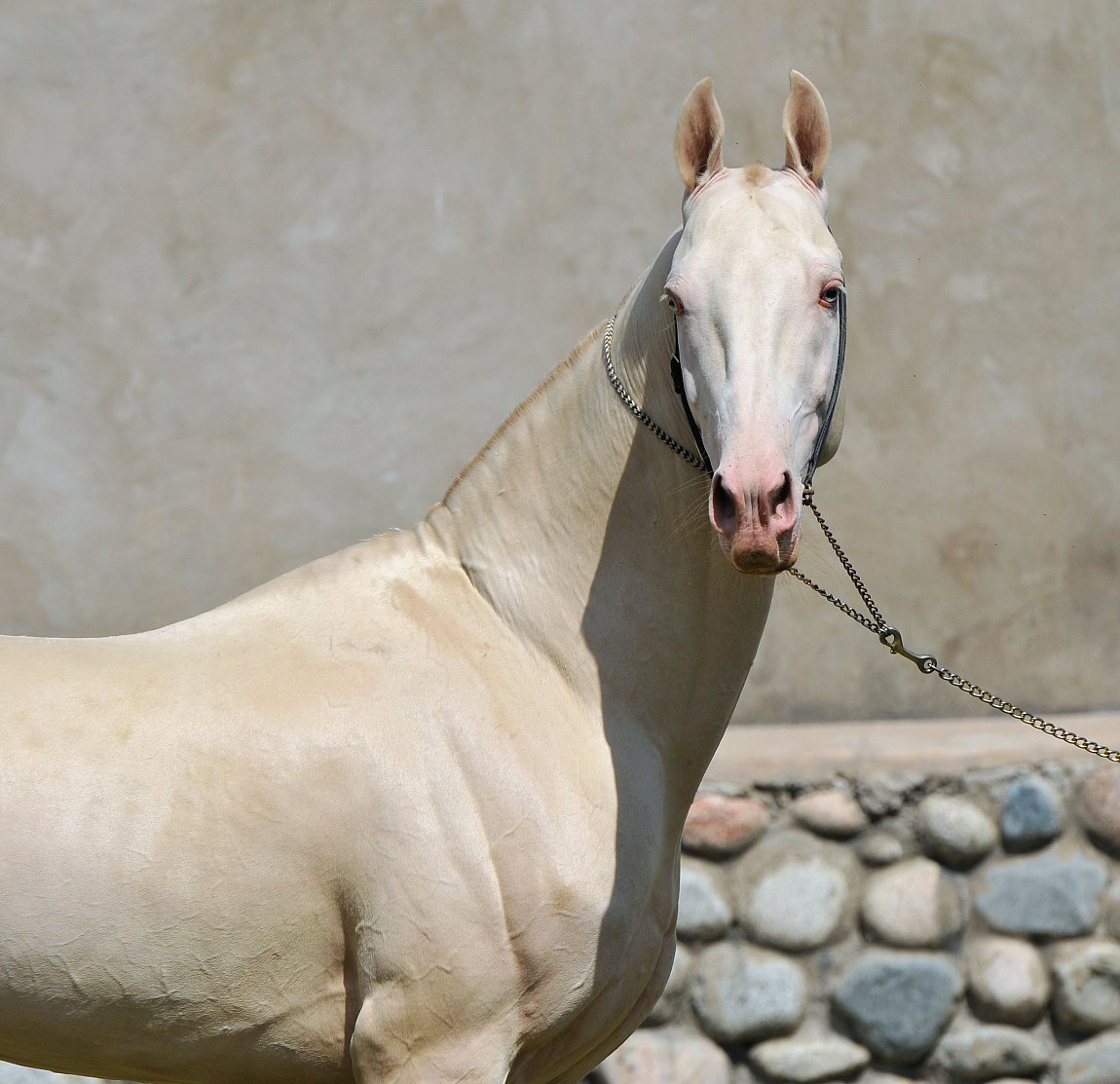 Ахалтекинская лошадь изабелловой масти