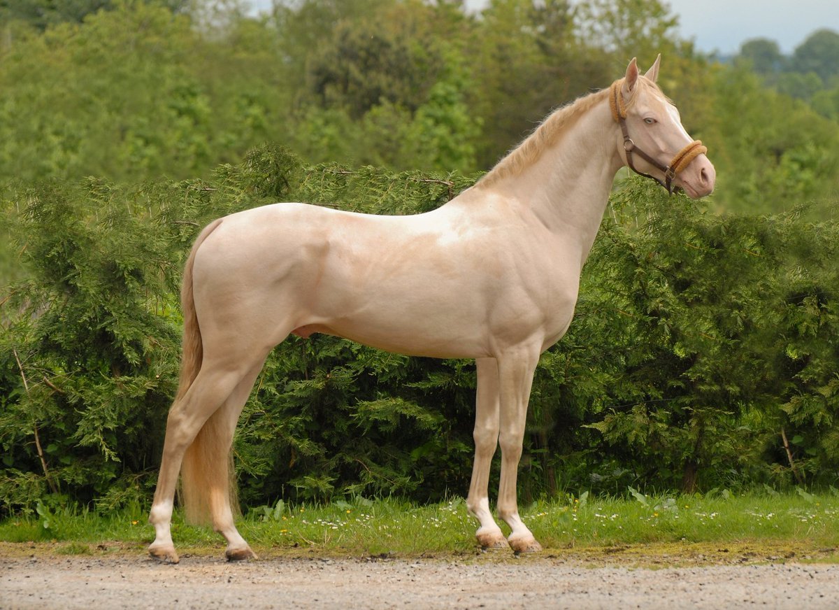 Белый ахалтекинец