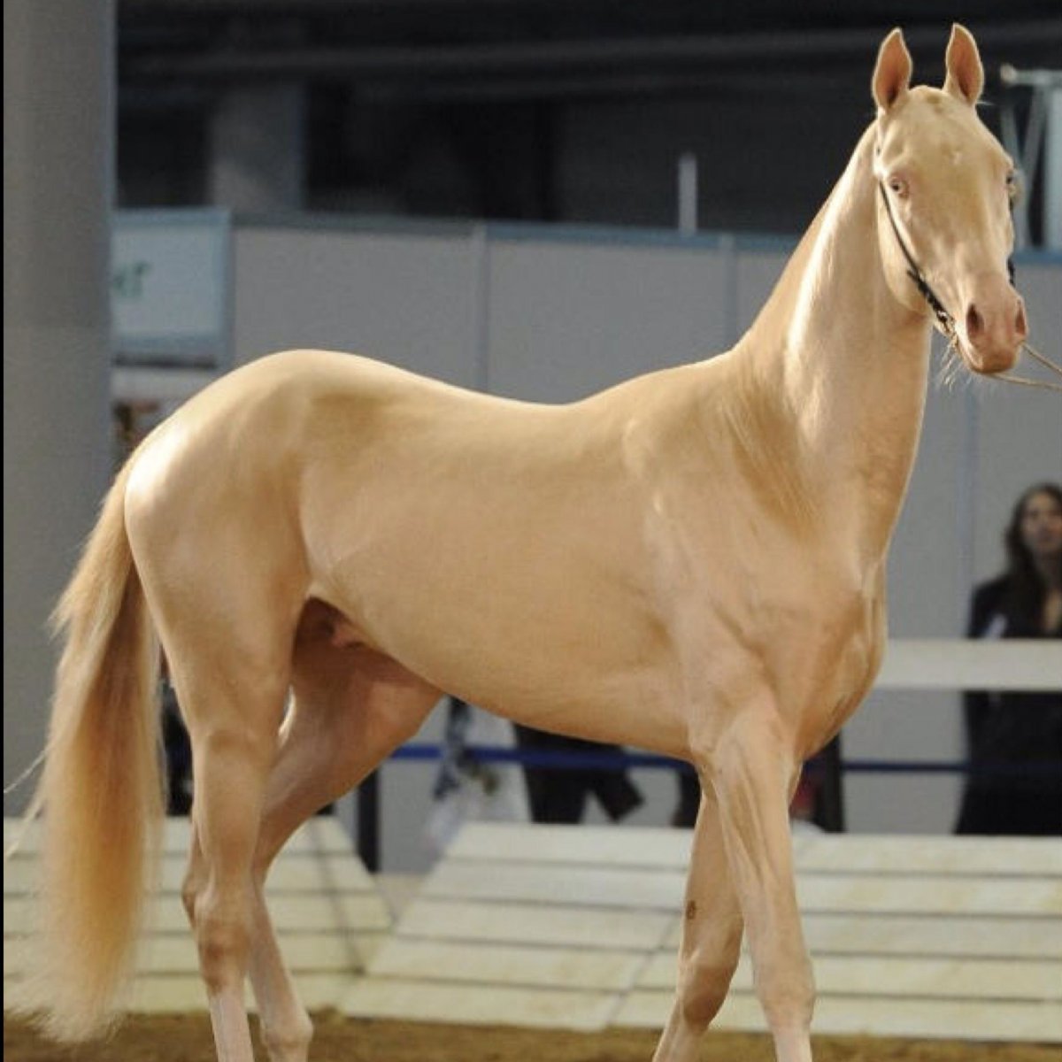 Ахалтекинец альбинос