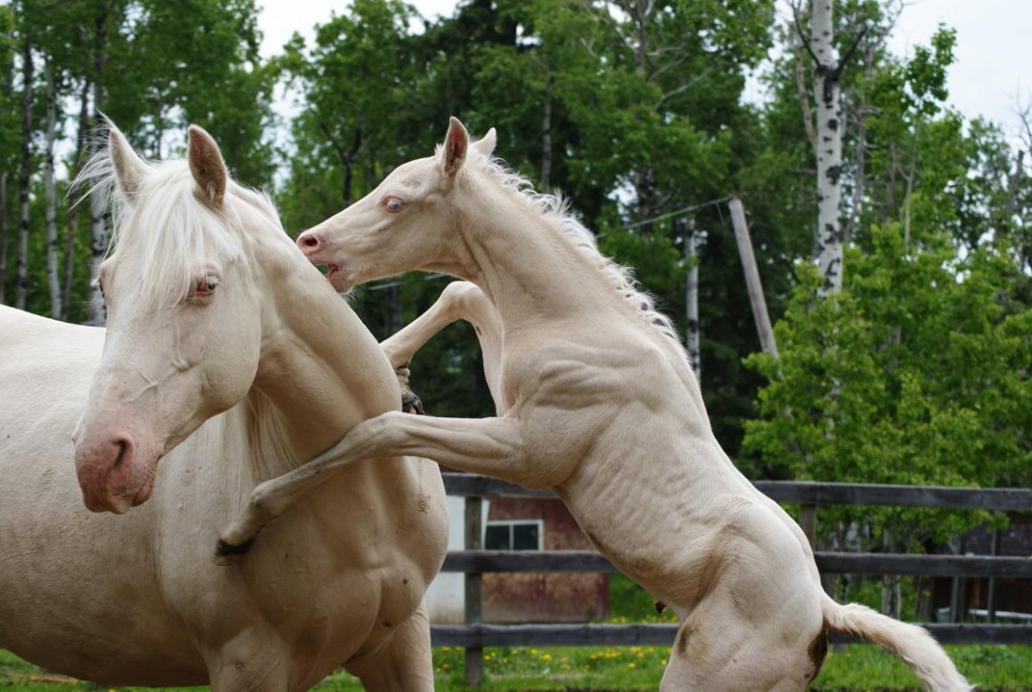АК Гез Ахалтекинская лошадь
