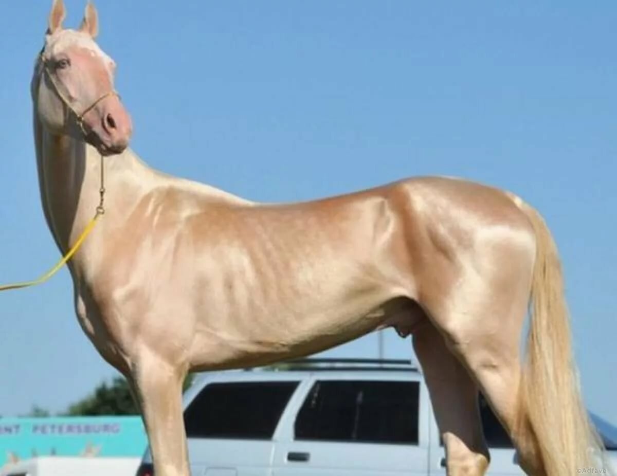 Золотой ахалтекинец