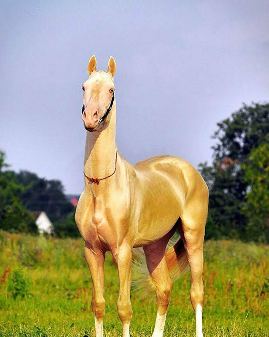 Золотой скакун - ахалтекинец