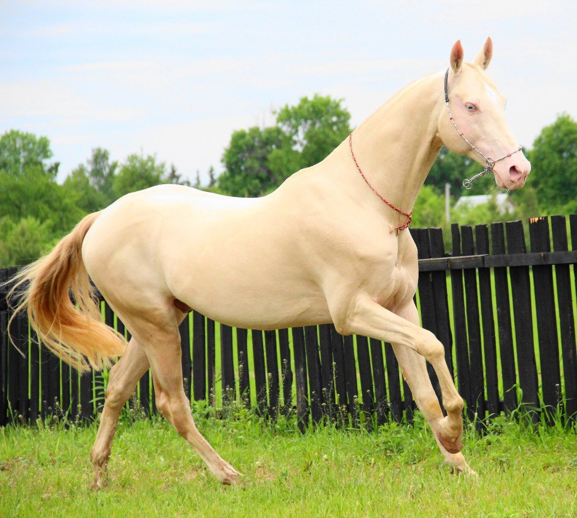 Ахалтекинская Изабелловая
