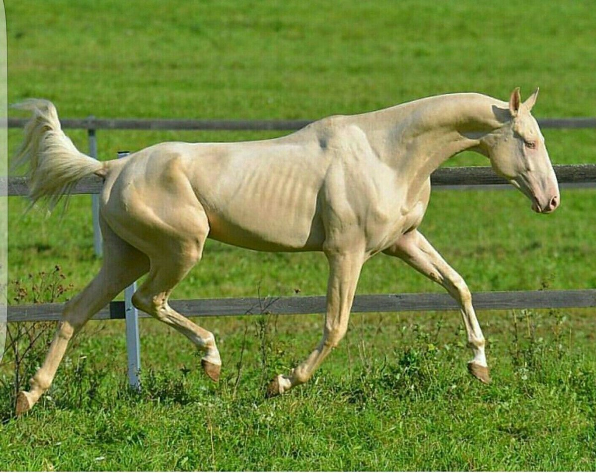 Марвари изабелловой масти