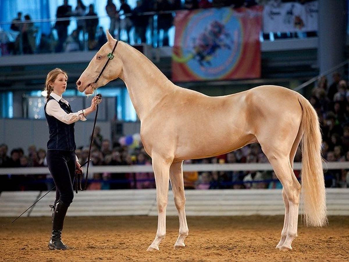 Марвари альбинос