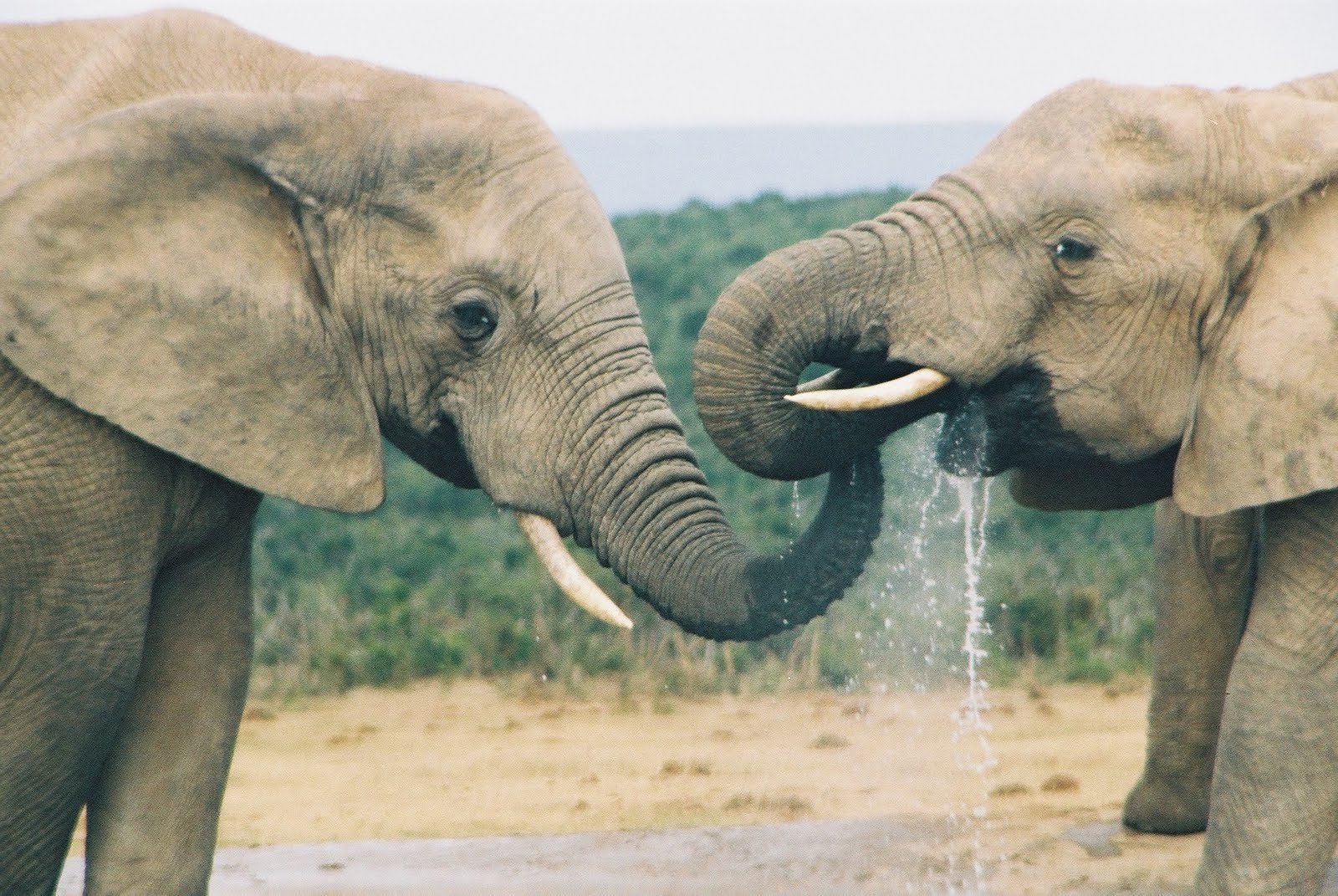 Возникновение хобота у слона можно объяснить. Хобот слона. Хоботные (млекопитающие). Слон хобот вверх. Хобот африканского слона.