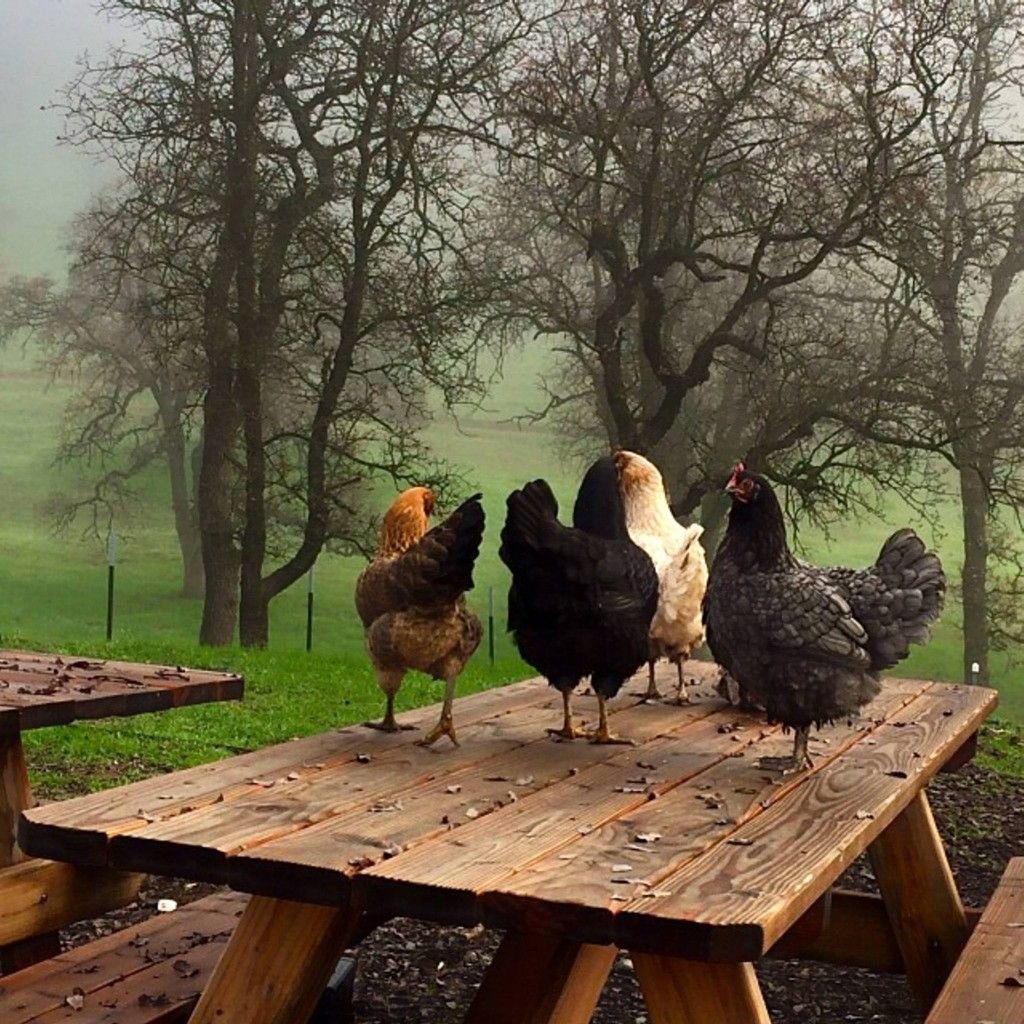 Курочки в деревне Эстетика