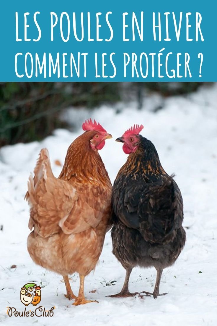 Злая курица