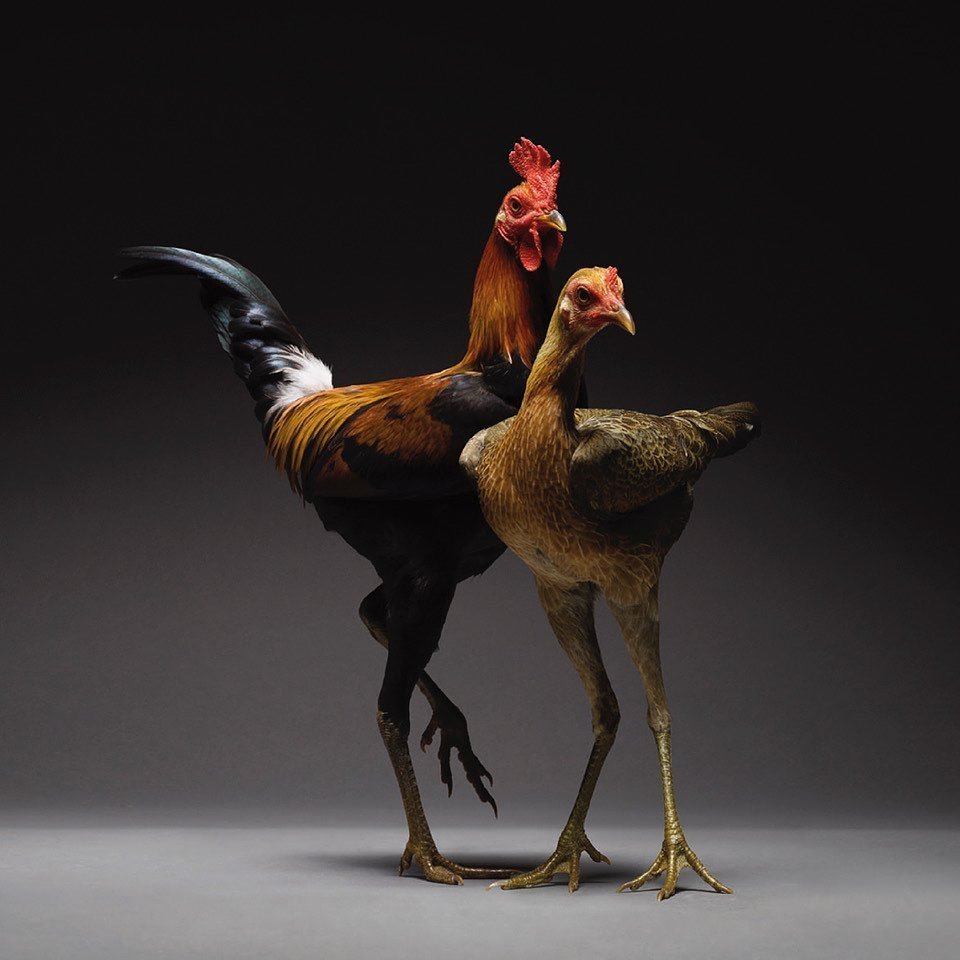 Самые красивые девушки орла