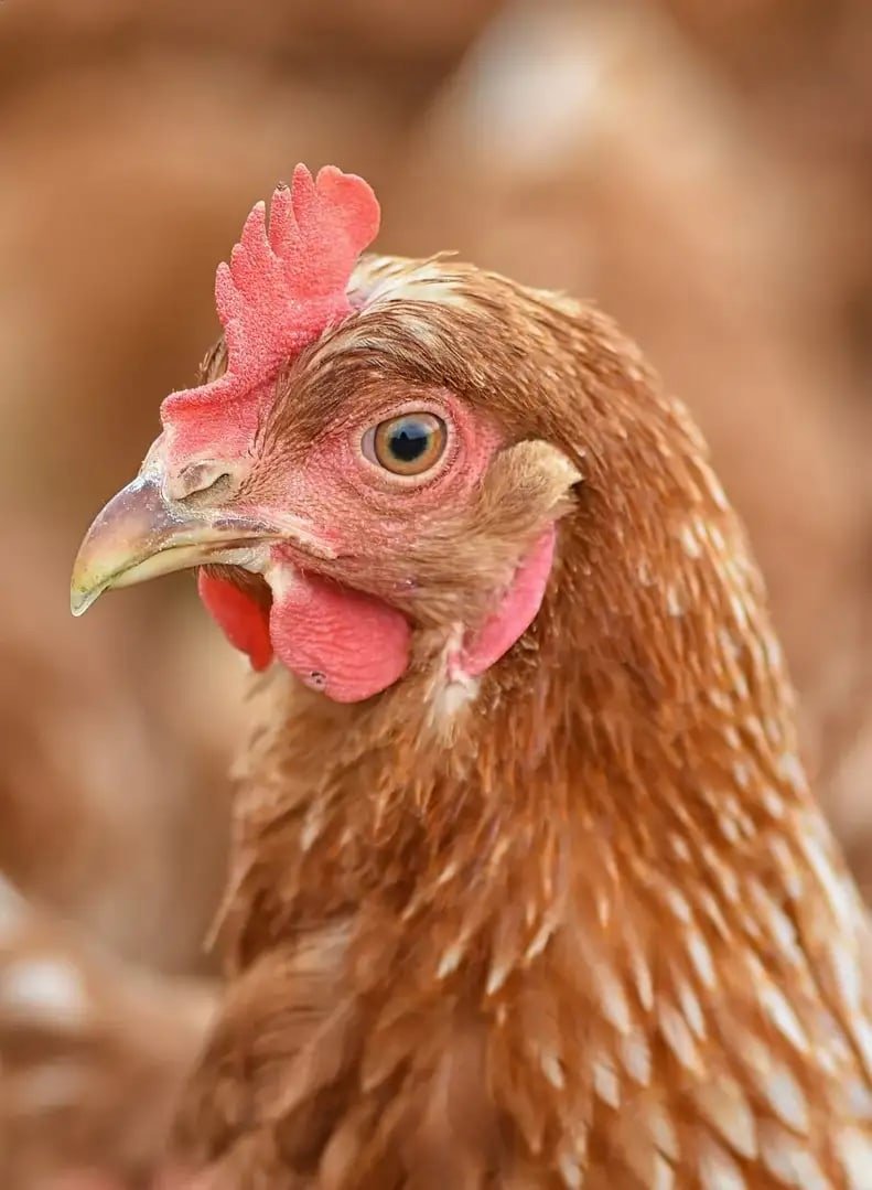 Курица в фате