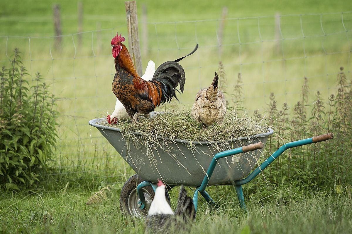 Петух в огороде