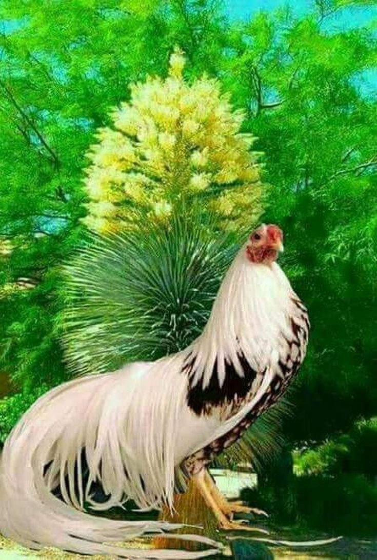 Петух курица цыпленок