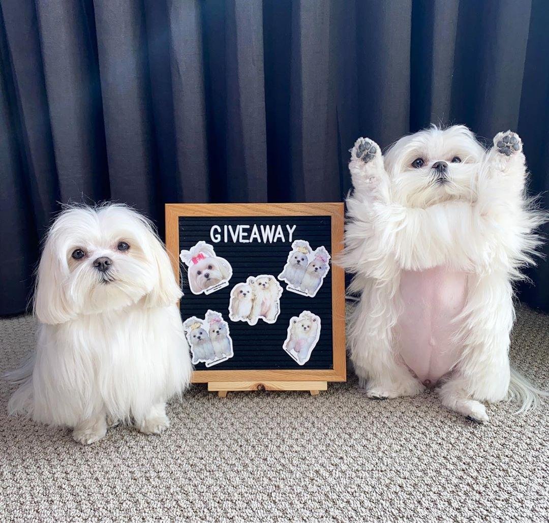 Микротаска микротакса