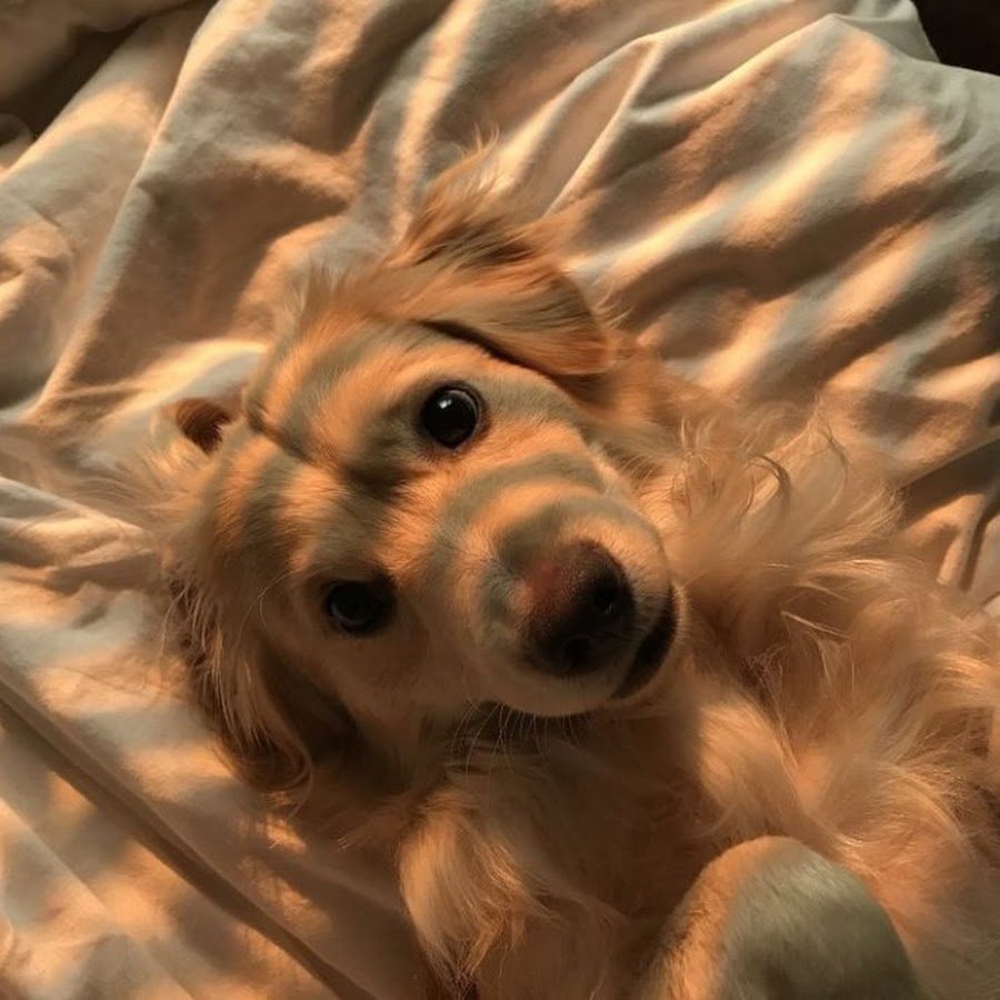 Кавалер Кинг Чарлз спаниель